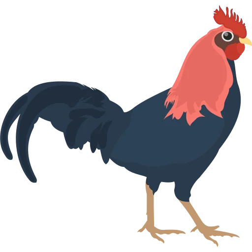 cock